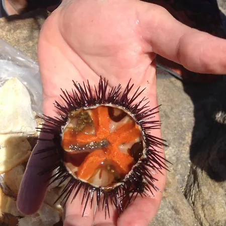 Mediterranean Sea Shell Pool House ブドーニ